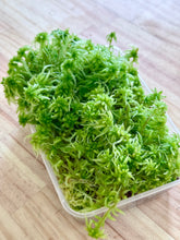 Load image into Gallery viewer, Living Sphagnum Moss // PERTH METRO ONLY //