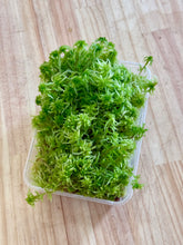 Load image into Gallery viewer, Living Sphagnum Moss // PERTH METRO ONLY //
