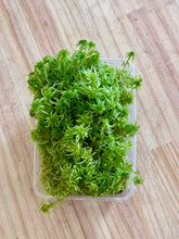 Load image into Gallery viewer, Living Sphagnum Moss // PERTH METRO ONLY //