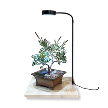 Load image into Gallery viewer, Grow Light with Bamboo Stand 9W LED