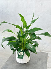 Load image into Gallery viewer, PEACE LILY | Plant + Pot Set | Medium