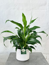 Load image into Gallery viewer, PEACE LILY | Plant + Pot Set | Medium