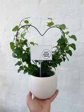 Load image into Gallery viewer, CREEPING HEART |  Plant & Pot Set | Medium