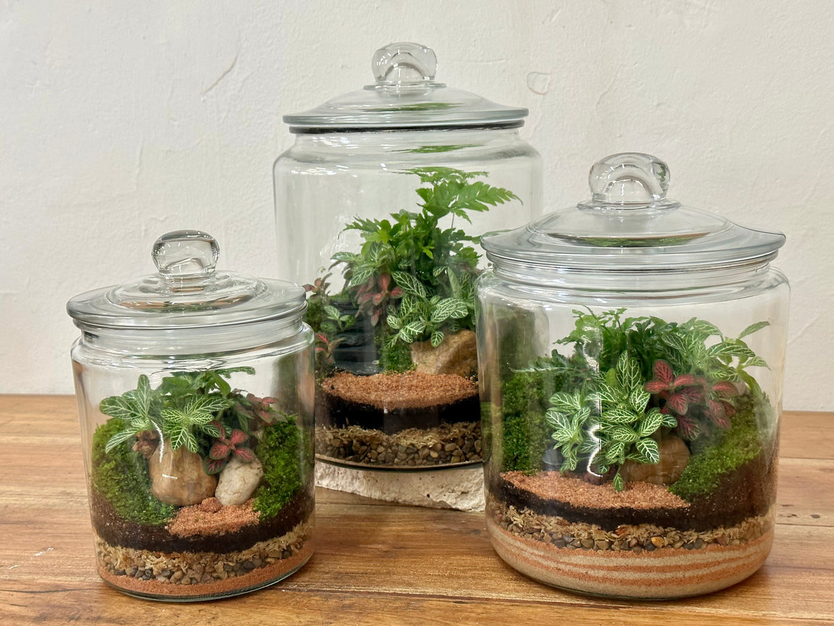 Terrarium Care & Maintenance