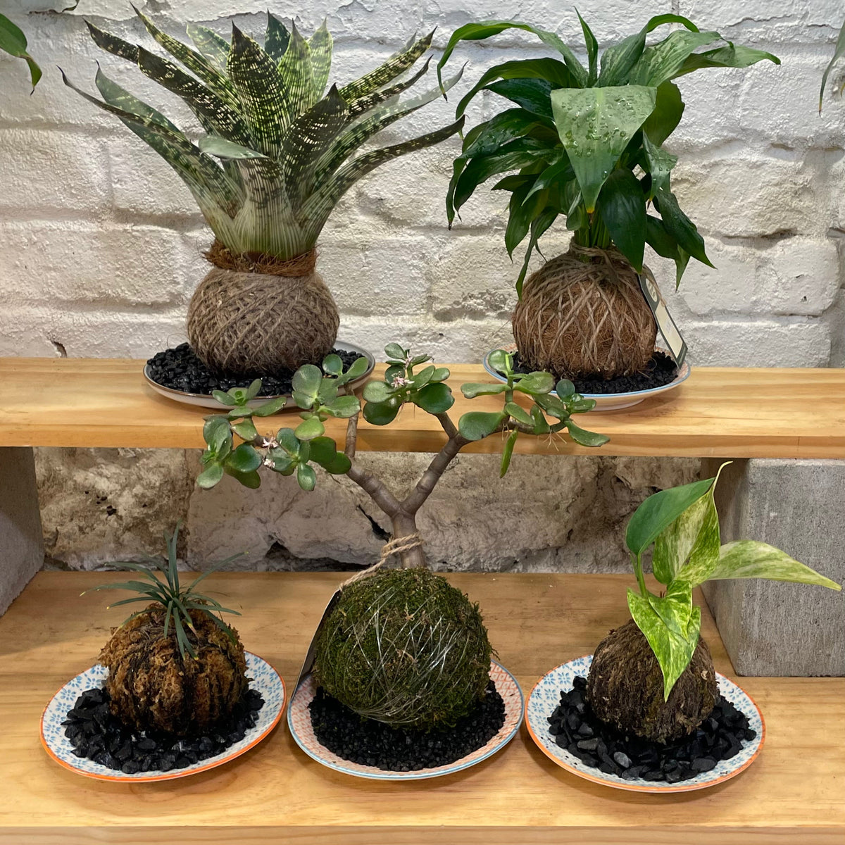 Kokedama Care and Maintenance
