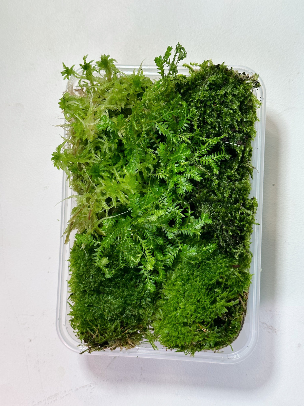 LIVING MOSS | Mixed Tub // PERTH METRO ONLY //