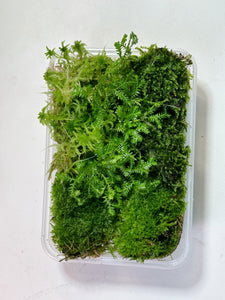 LIVING MOSS | Mixed Tub