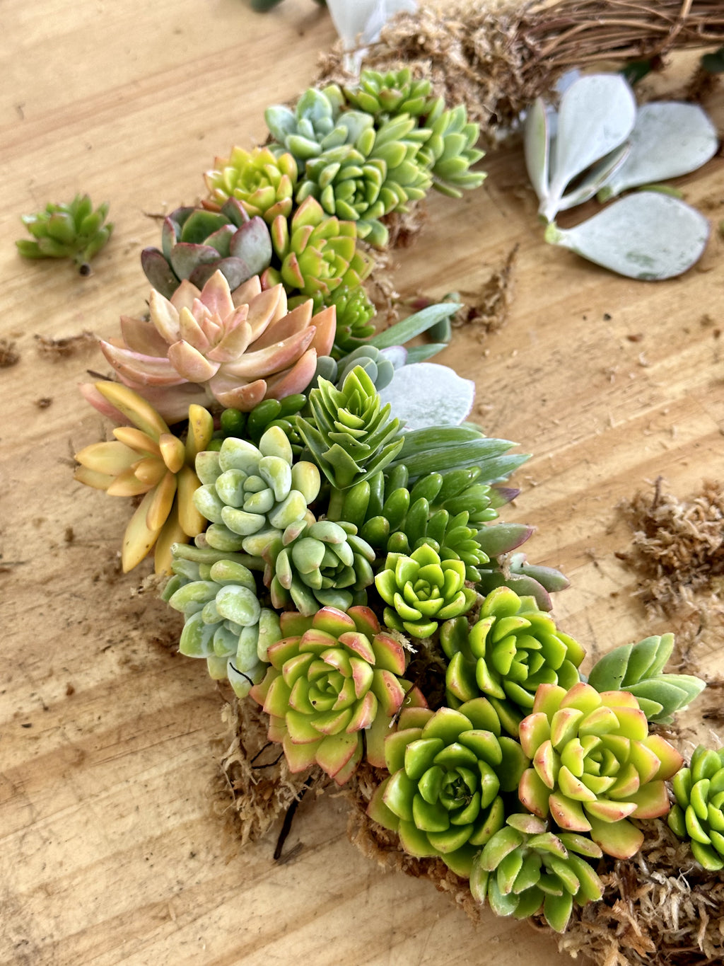 SUCCULENT WREATH // CHRISTMAS WORKSHOP // BEGINNER