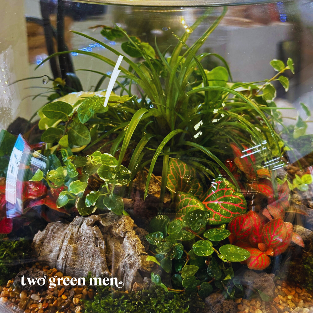 THE FISH BOWL // Terrarium Workshop // BEGINNER-FRIENDLY