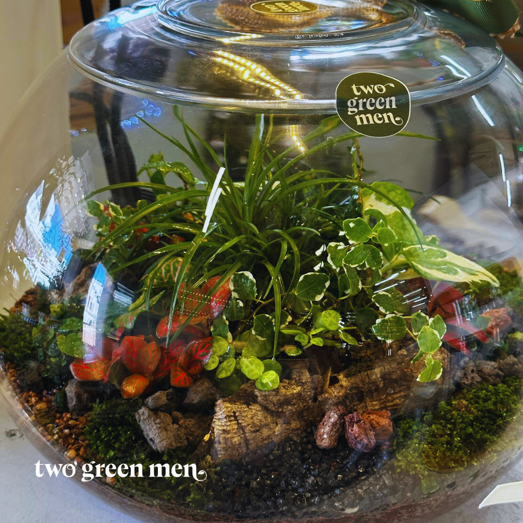 THE FISH BOWL // Terrarium Workshop // BEGINNER-FRIENDLY