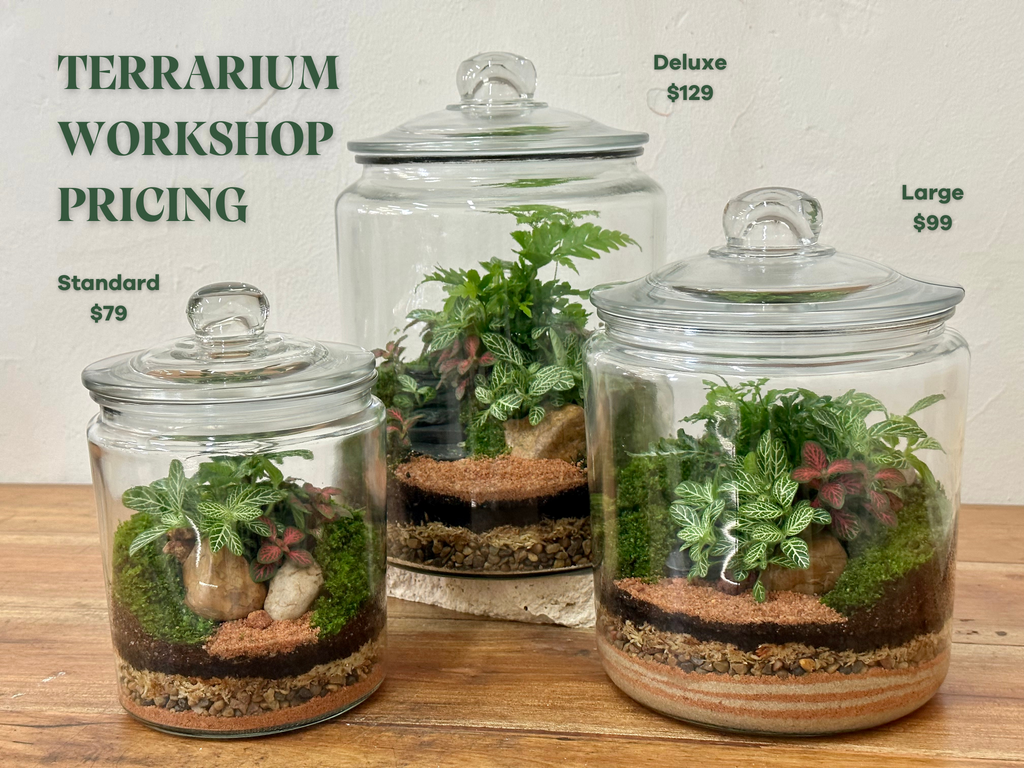 TERRARIUM WORKSHOP // Beginner-Intermediate Class // North Perth