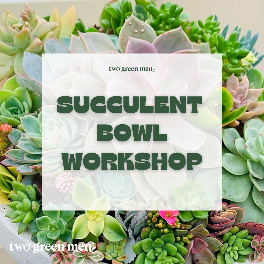SUCCULENT BOWL // HANDS-ON WORKSHOP // BEGINNER-FRIENDLY