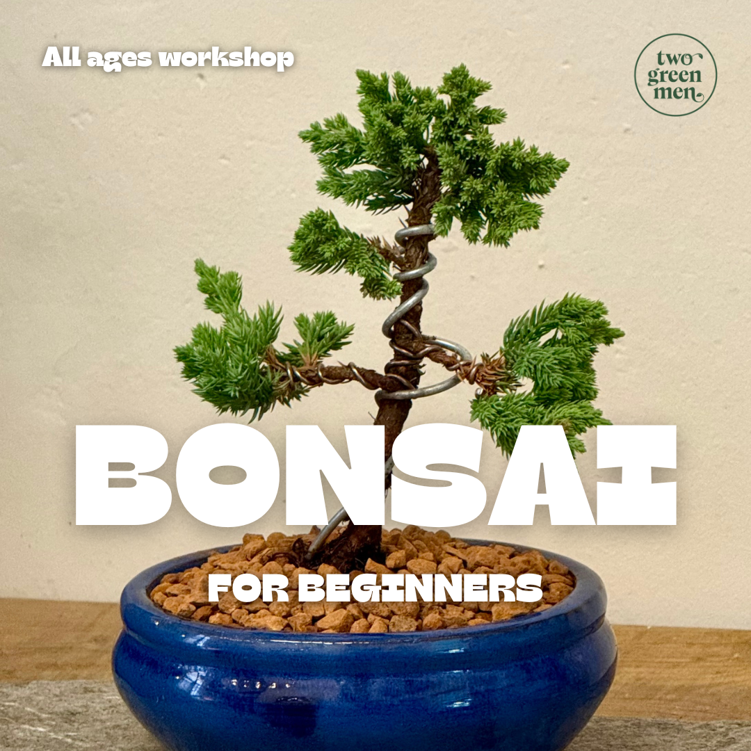 BONSAI FOR BEGINNERS // Beginner Friendly Starter Class // PERTH WORKSHOP