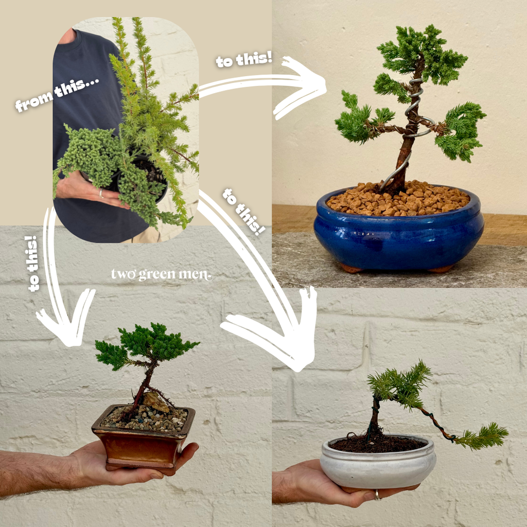 BONSAI FOR BEGINNERS // Beginner Friendly Starter Class // PERTH WORKSHOP
