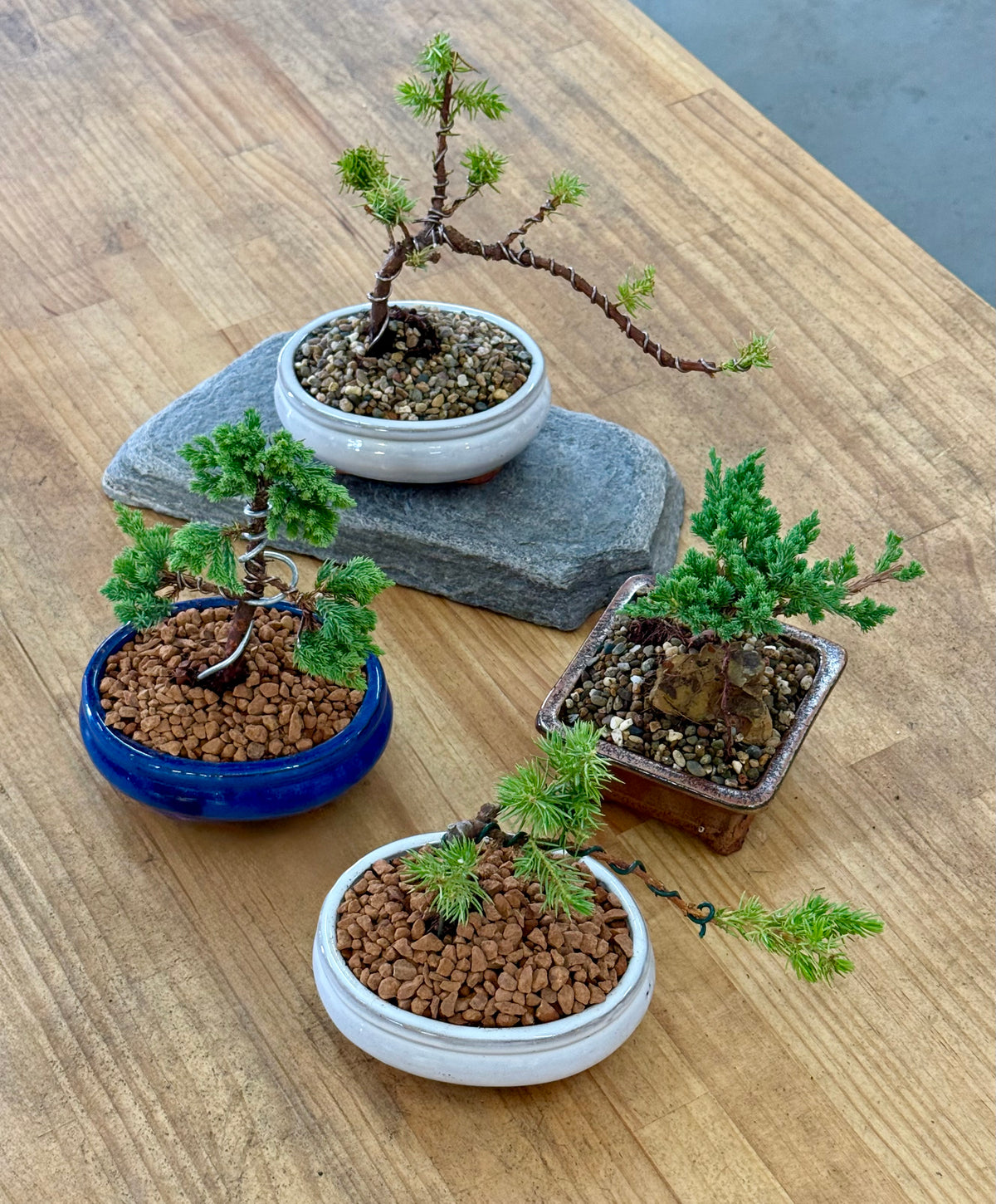 BONSAI FOR BEGINNERS // Beginner Friendly Starter Class // PERTH WORKSHOP
