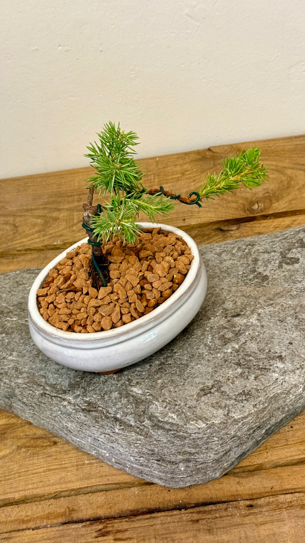 BONSAI FOR BEGINNERS // Beginner Friendly Starter Class // PERTH WORKSHOP