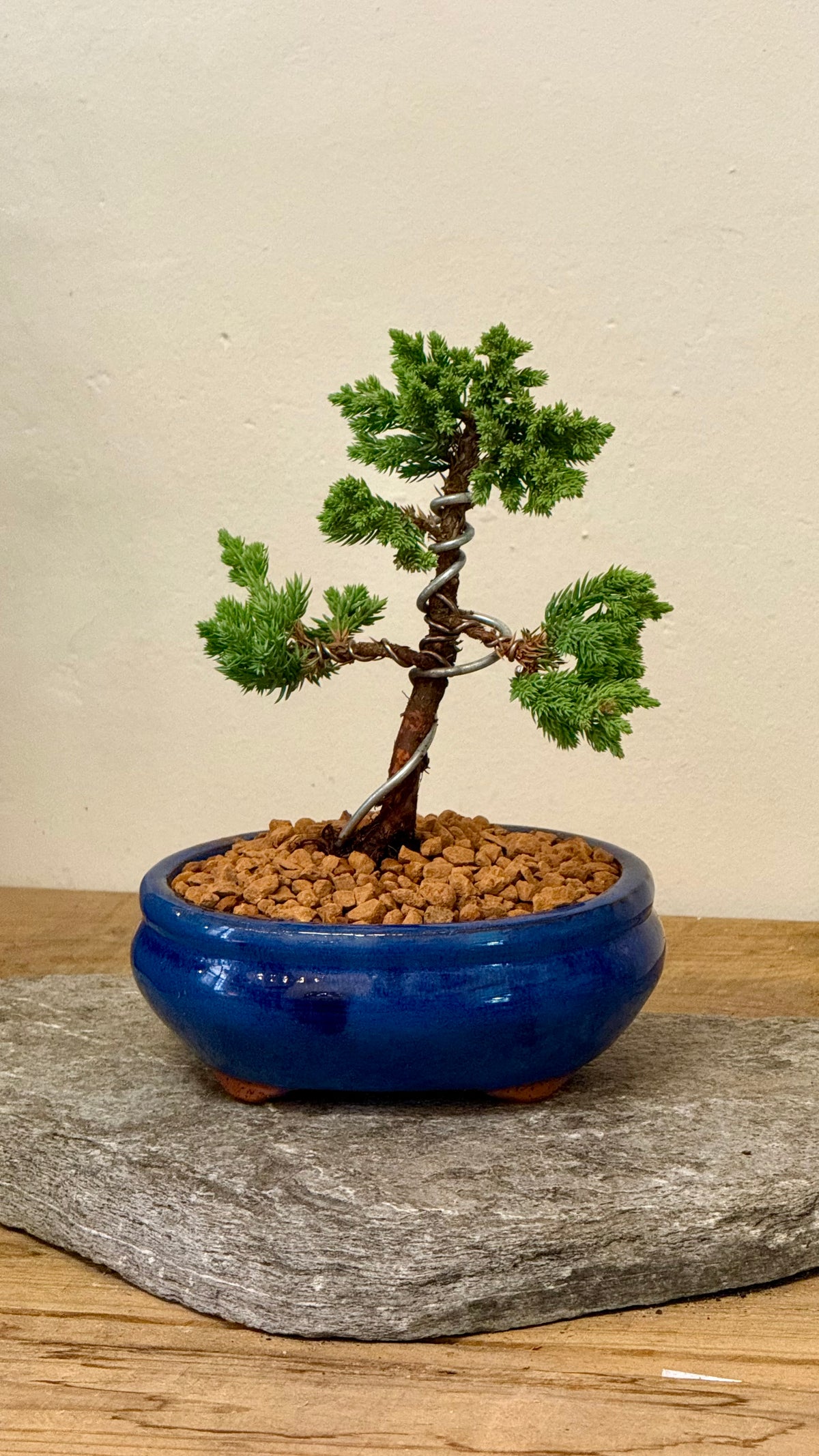 BONSAI FOR BEGINNERS // Beginner Friendly Starter Class // PERTH WORKSHOP