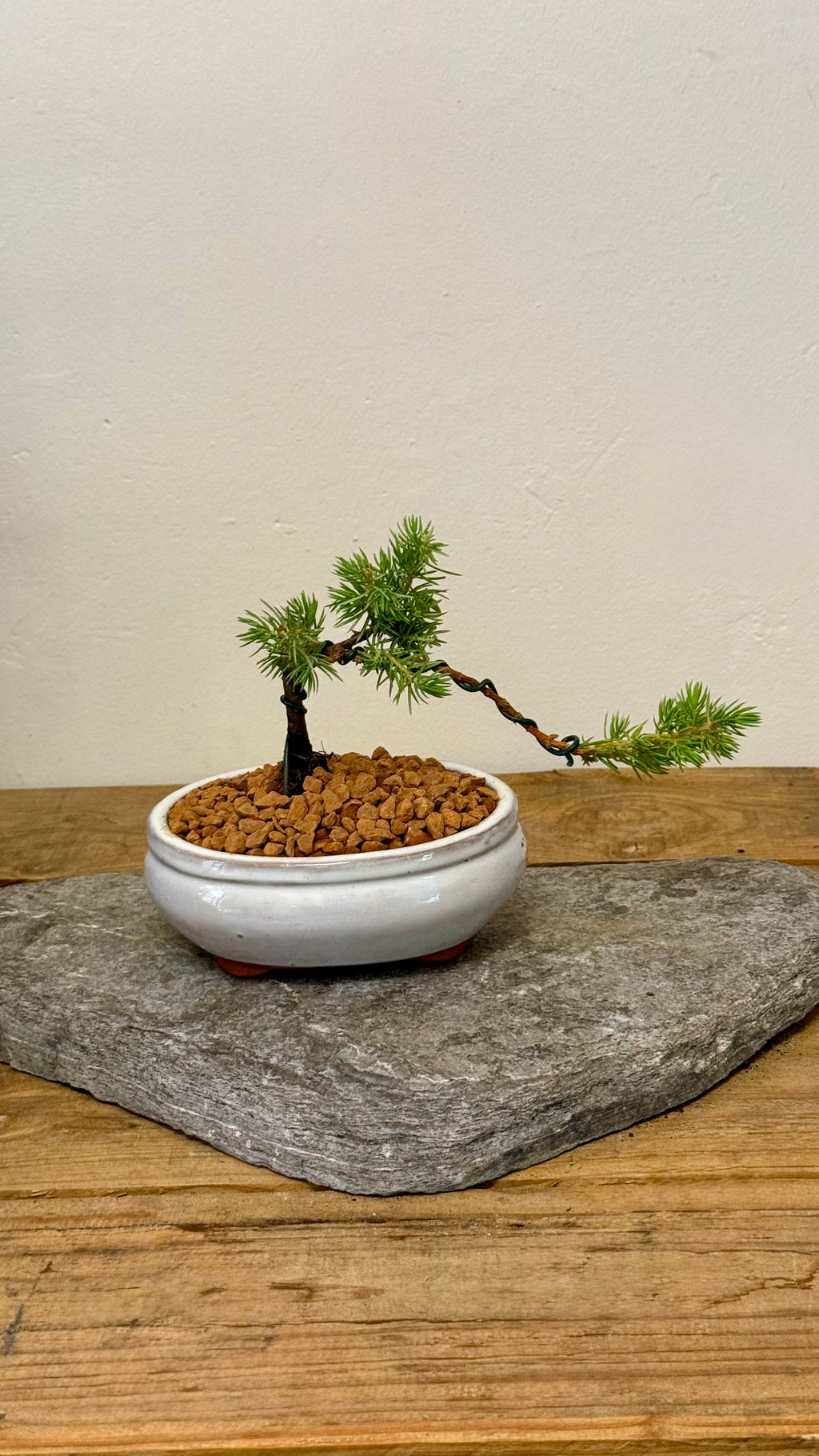 BONSAI FOR BEGINNERS // Beginner Friendly Starter Class // PERTH WORKSHOP