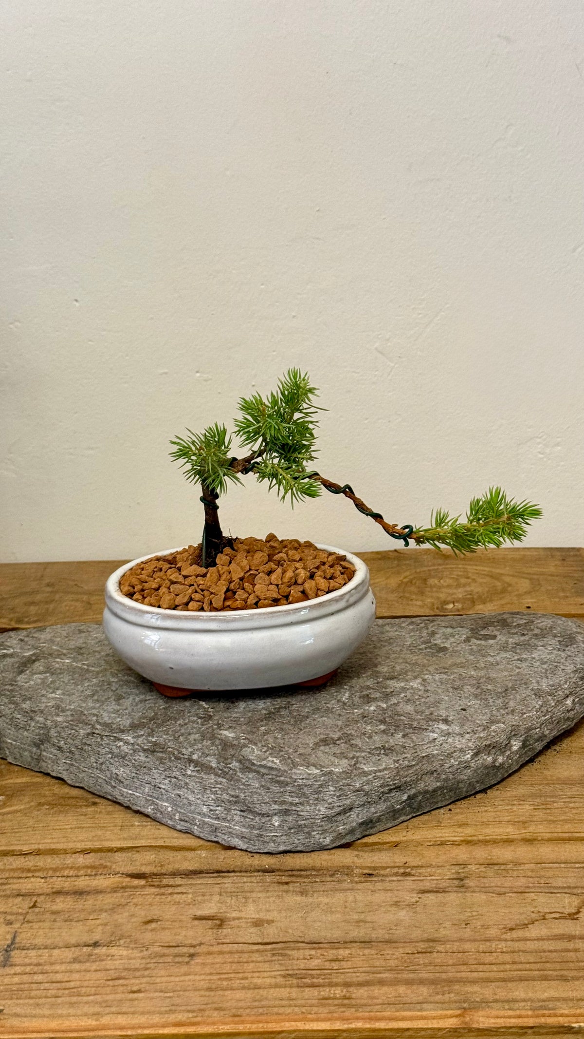 BONSAI FOR BEGINNERS // Beginner Friendly Starter Class // PERTH WORKSHOP