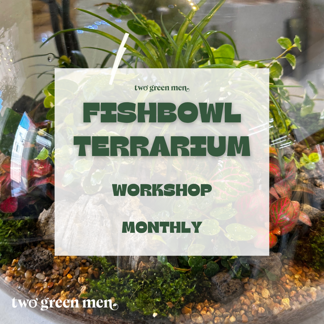 THE FISH BOWL // Terrarium Workshop // BEGINNER-FRIENDLY