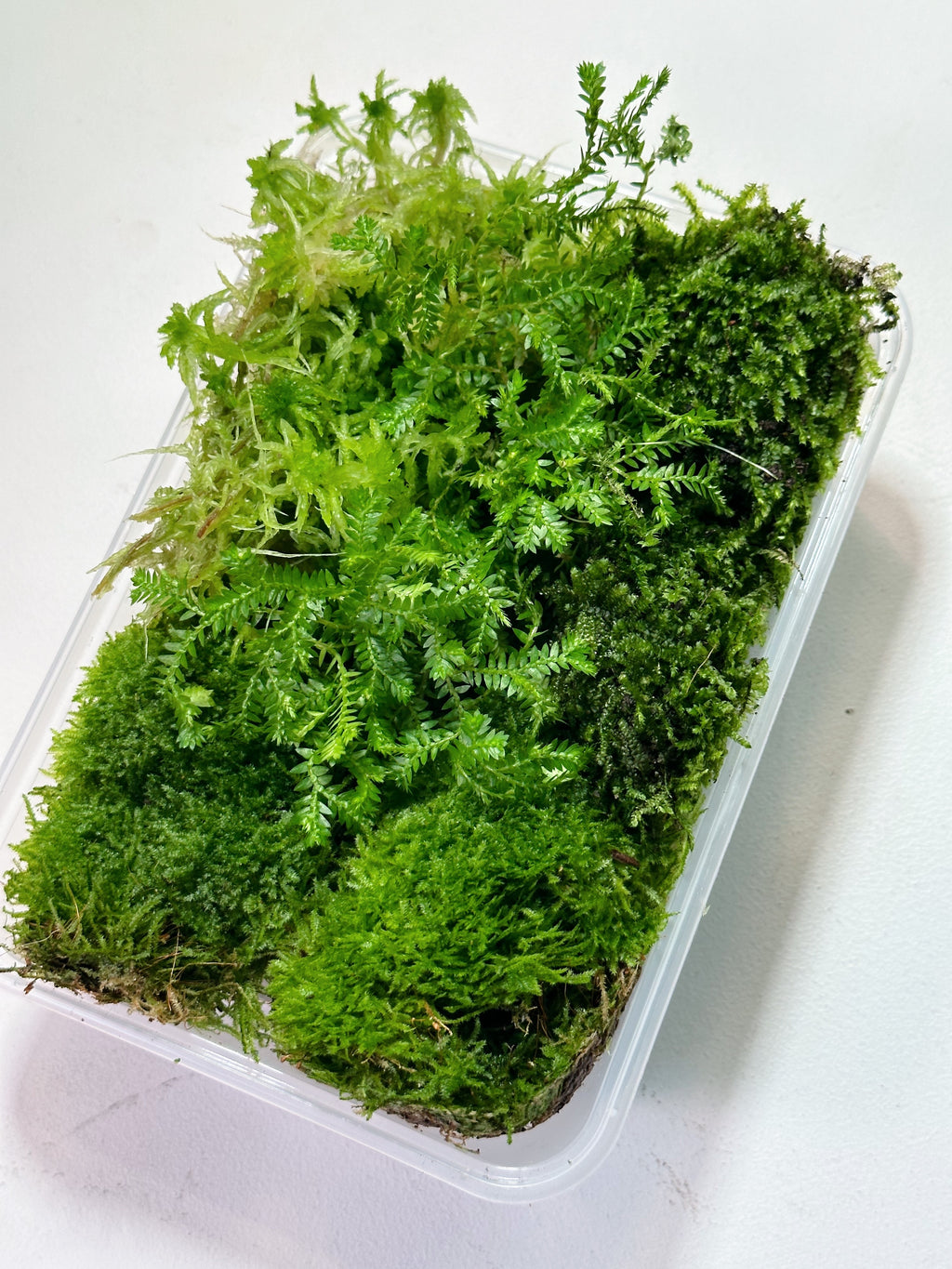 LIVING MOSS | Mixed Tub // PERTH METRO ONLY //