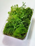 LIVING MOSS | Mixed Tub // PERTH METRO ONLY //