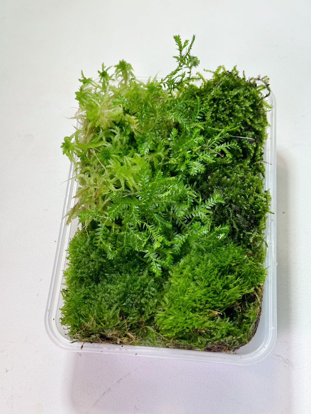 LIVING MOSS | Mixed Tub // PERTH METRO ONLY //