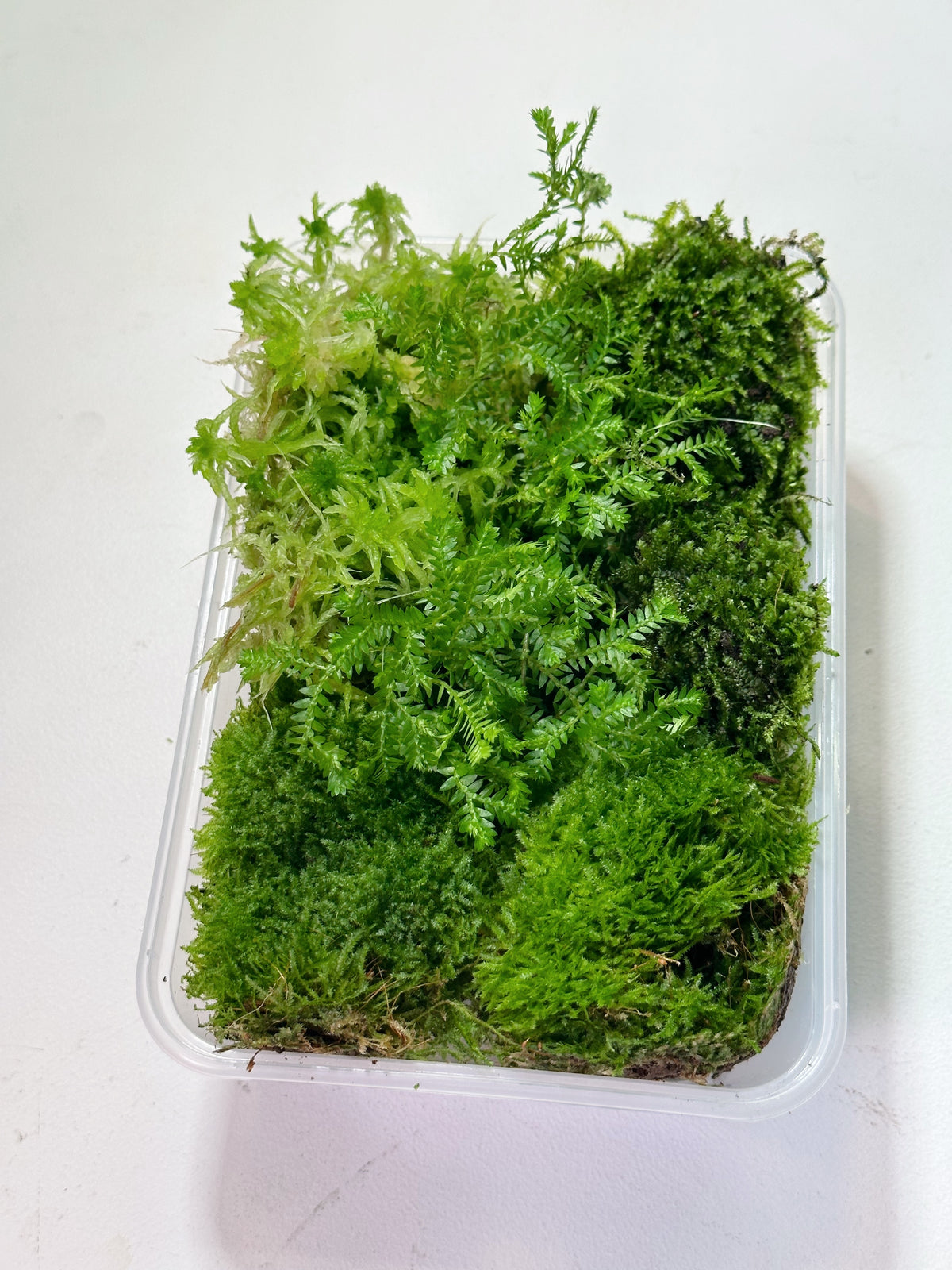 LIVING MOSS | Mixed Tub // PERTH METRO ONLY //