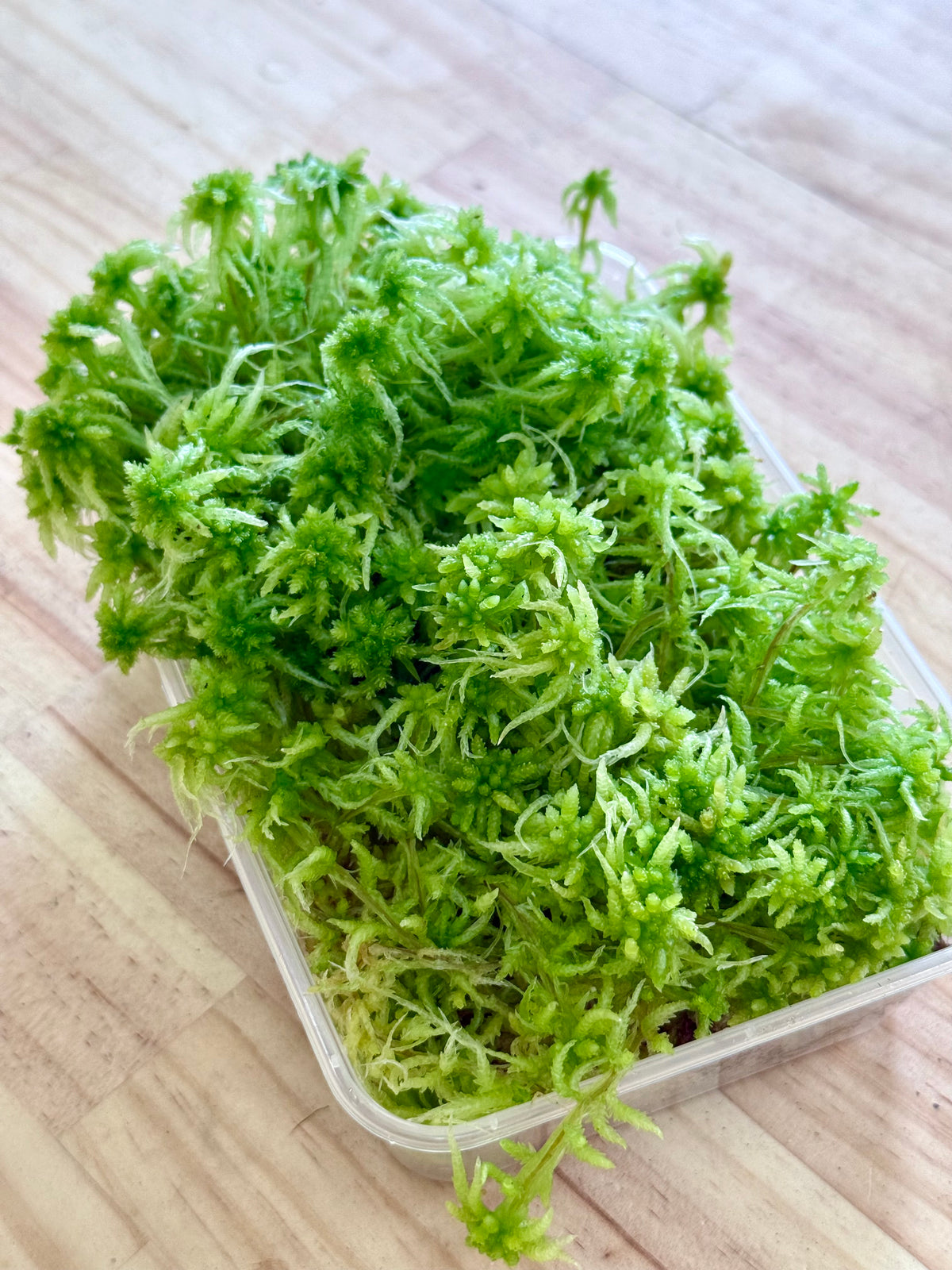 Living Sphagnum Moss // WA ONLY //