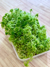 Load image into Gallery viewer, Living Sphagnum Moss
