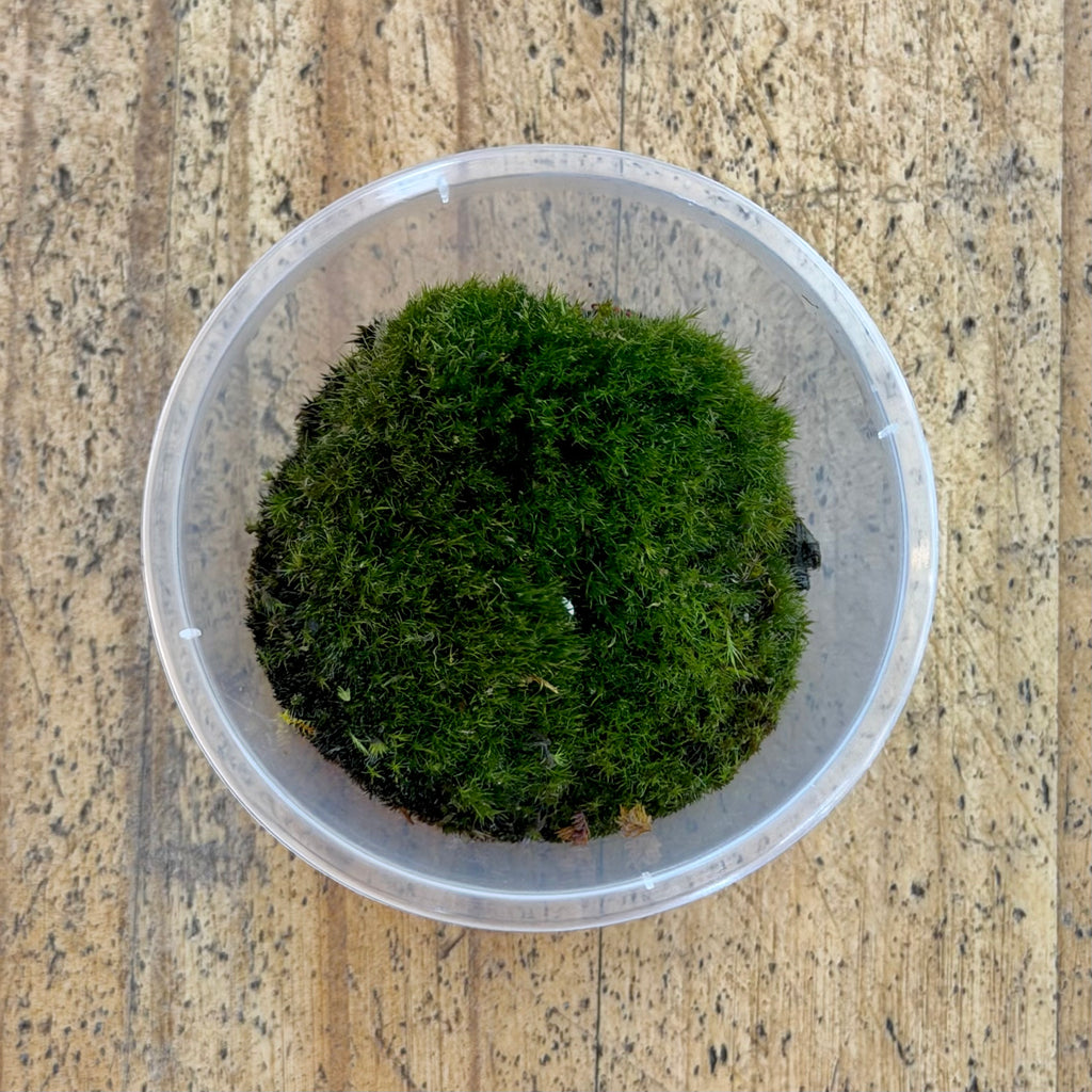 Campylopus Moss Chunks - WA Only