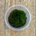 Campylopus Moss Chunks - WA Only