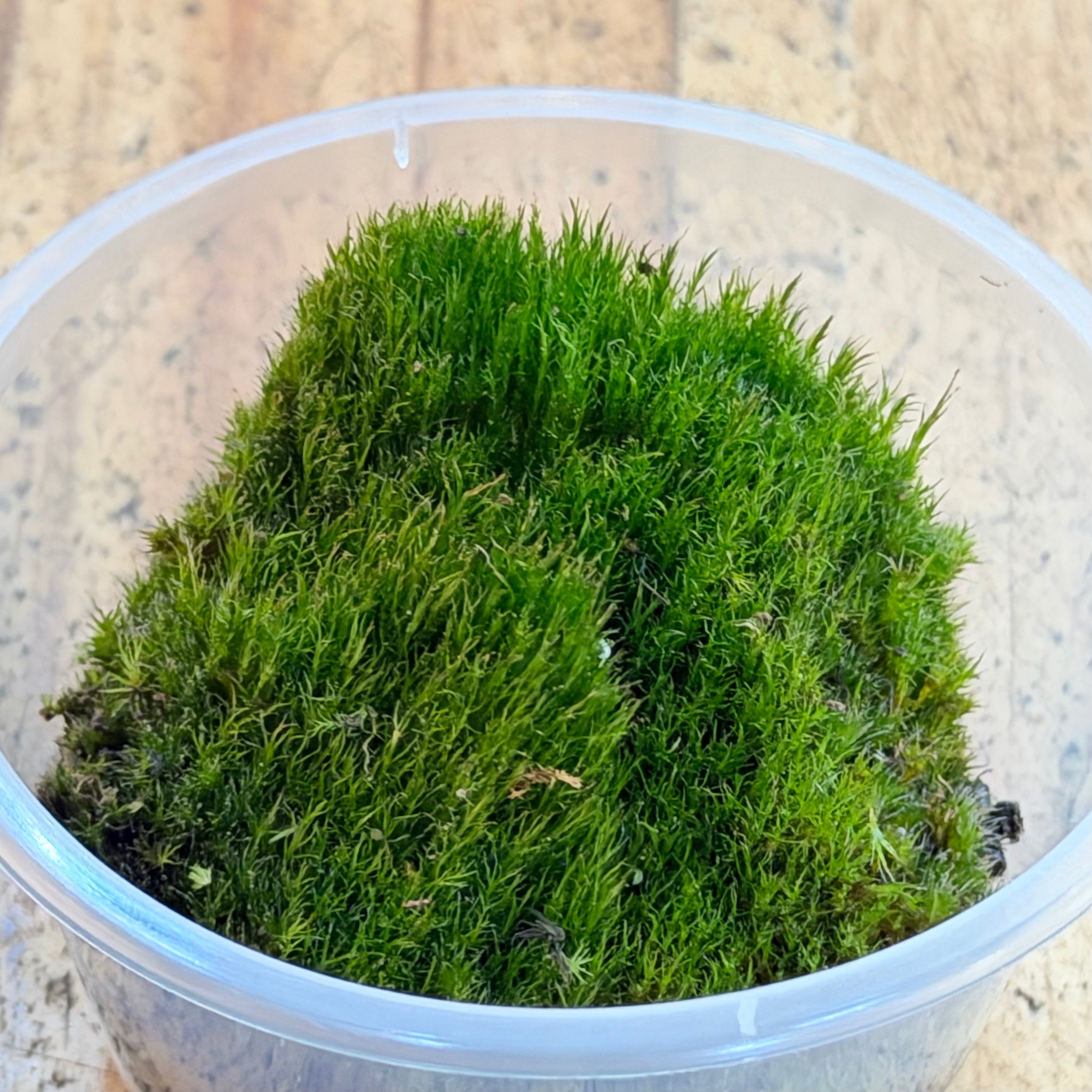 Campylopus Moss Chunks - WA Only