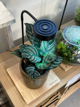 Load image into Gallery viewer, Grow Light with Bamboo Stand 5W LED
