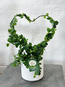 CREEPING HEART |  Plant & Pot Set | Medium