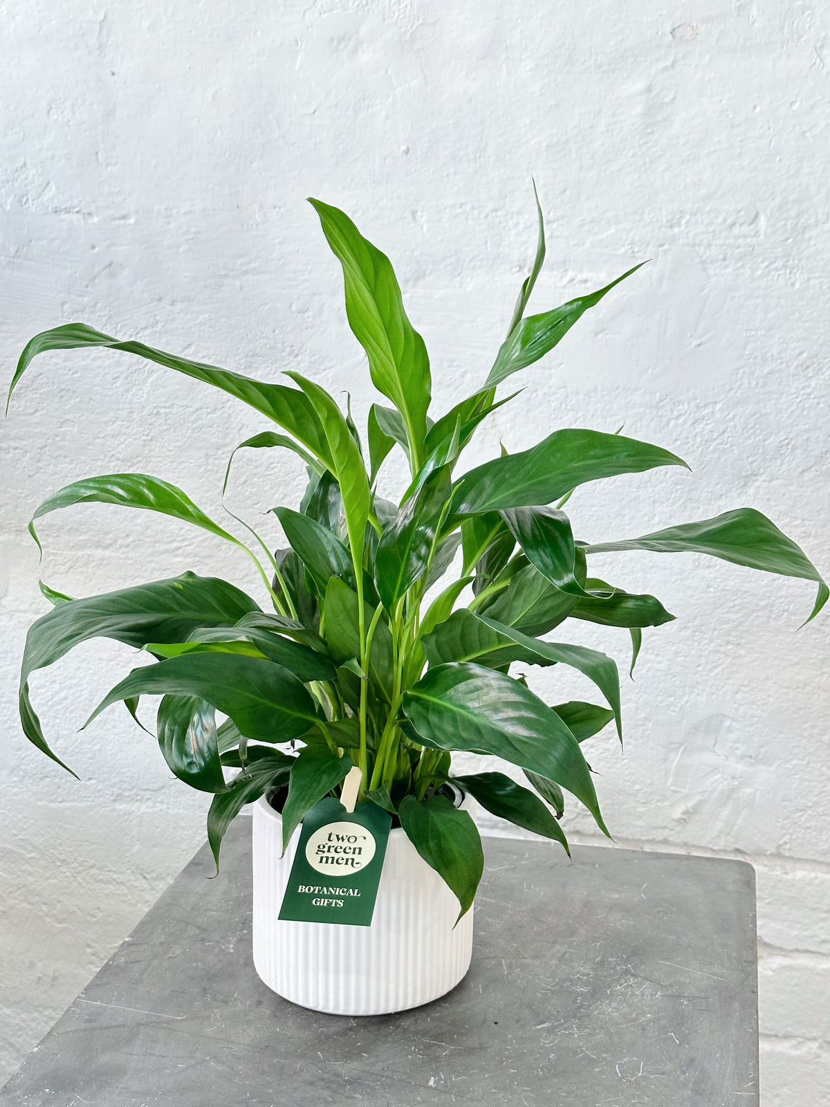 PEACE LILY | Plant + Pot Set | Medium