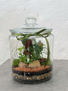 PEDRO | Enclosed Glass Terrarium