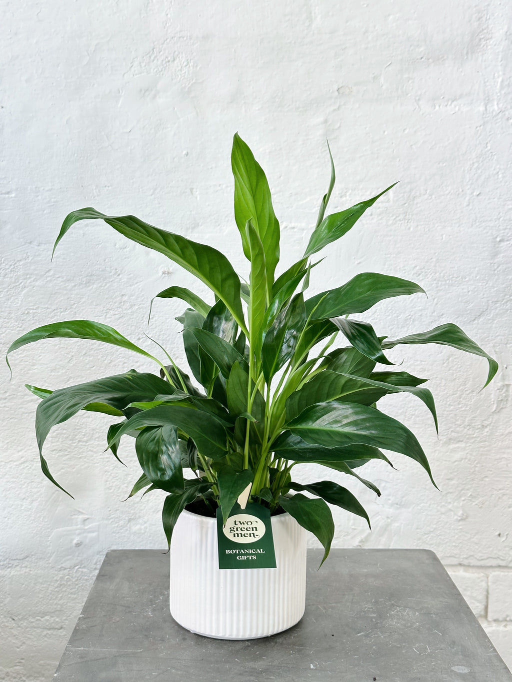PEACE LILY | Plant + Pot Set | Medium
