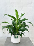 PEACE LILY | Plant + Pot Set | Medium