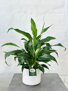 PEACE LILY | Plant + Pot Set | Medium