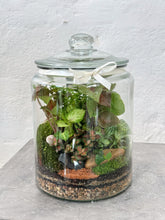 Load image into Gallery viewer, VALDIVIA | Deluxe Enclosed Terrarium
