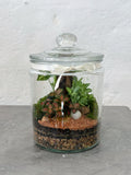 PERU | Enclosed Glass Terrarium