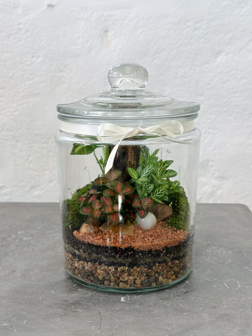 closed terrarium plants australia PERU 'Jumbo'