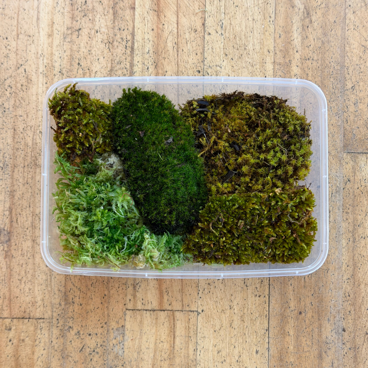 Mixed Moss - WA Only