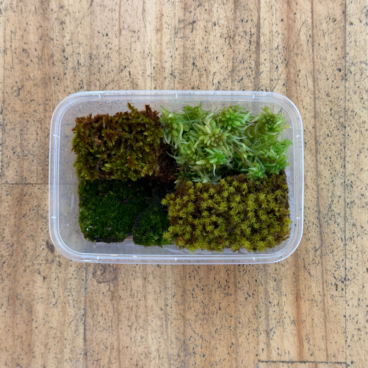 Mixed Moss - WA Only