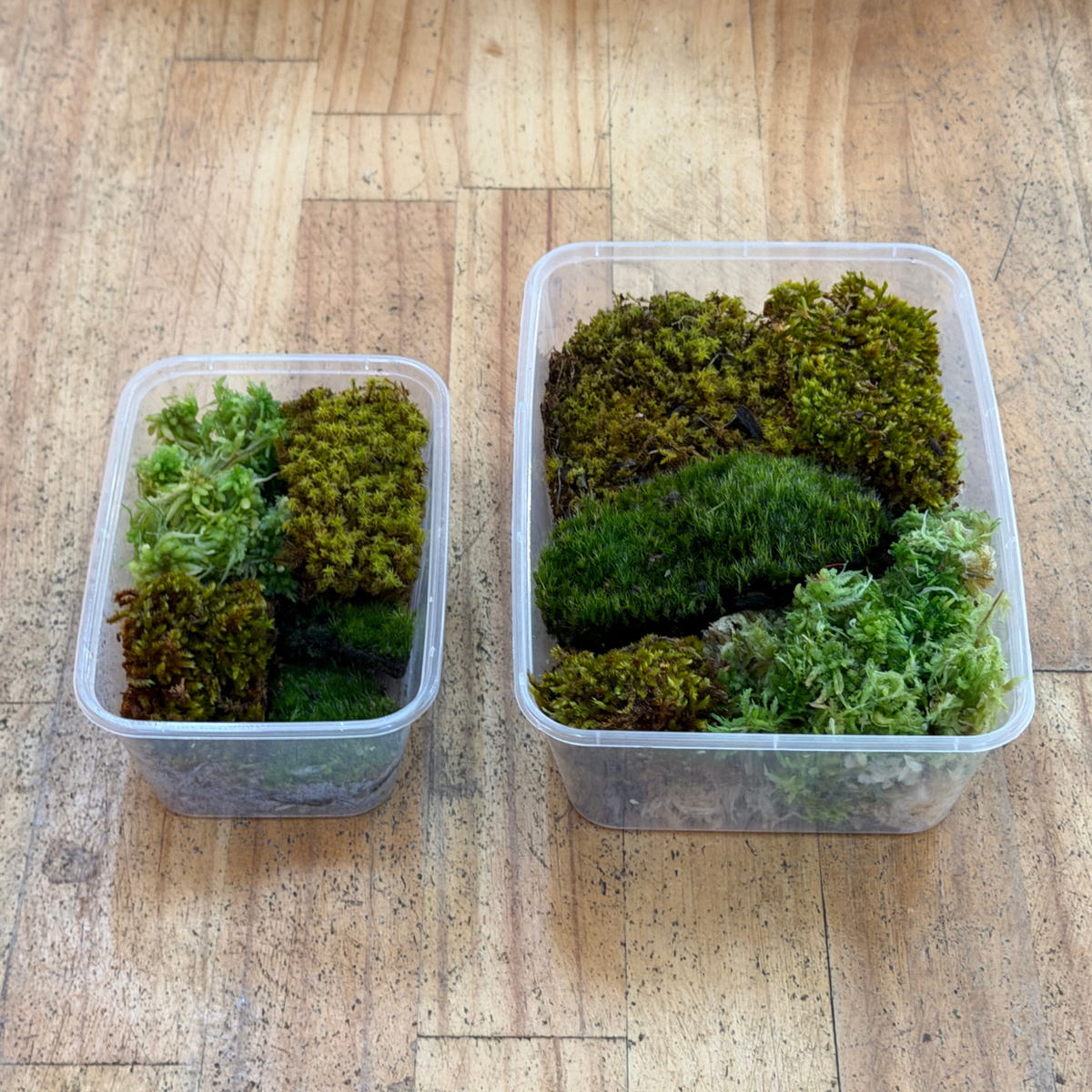 Mixed Moss - WA Only