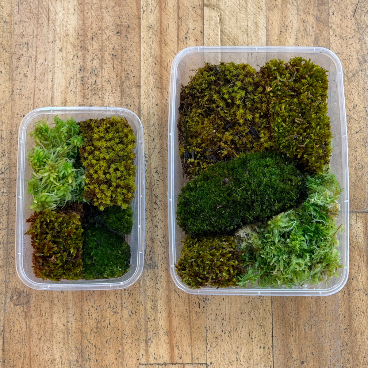 Mixed Moss - WA Only
