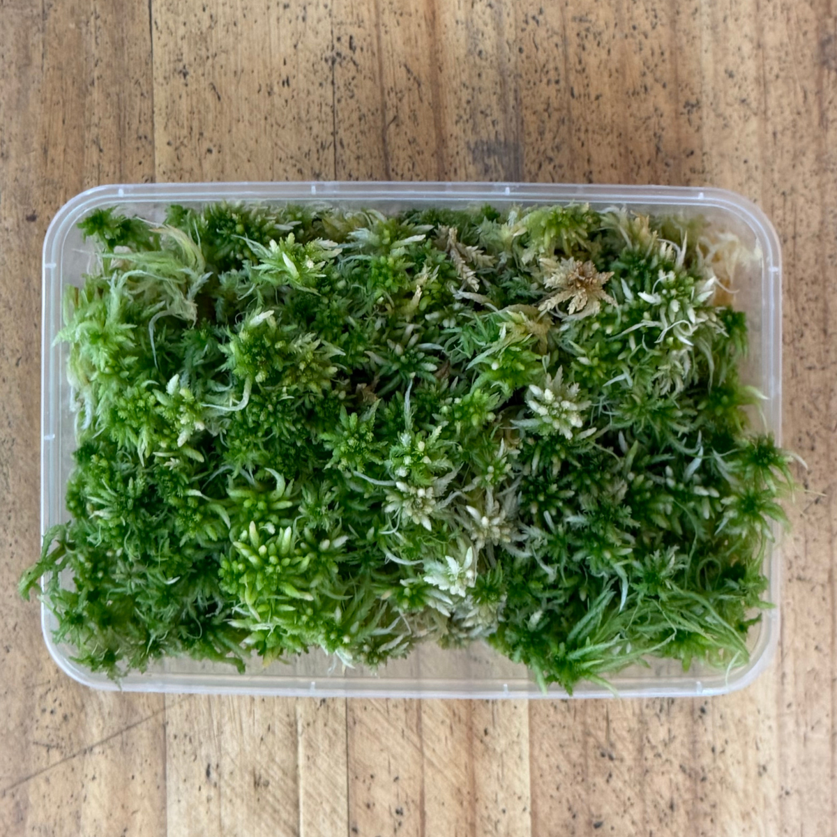Live Sphagnum Moss – WA Only
