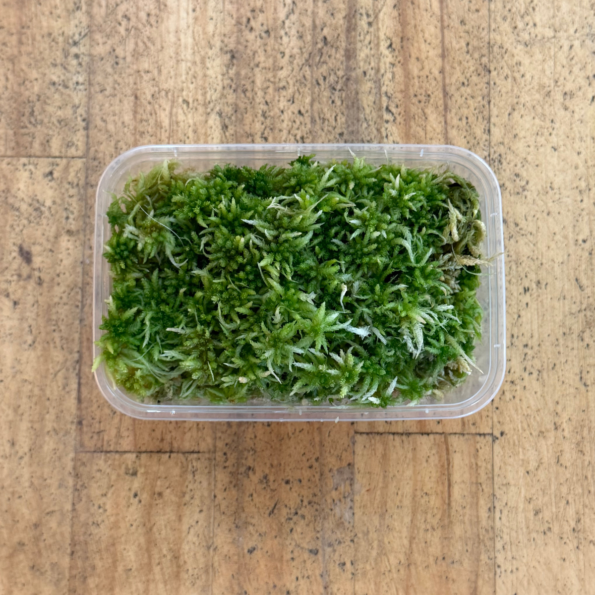 Live Sphagnum Moss – WA Only