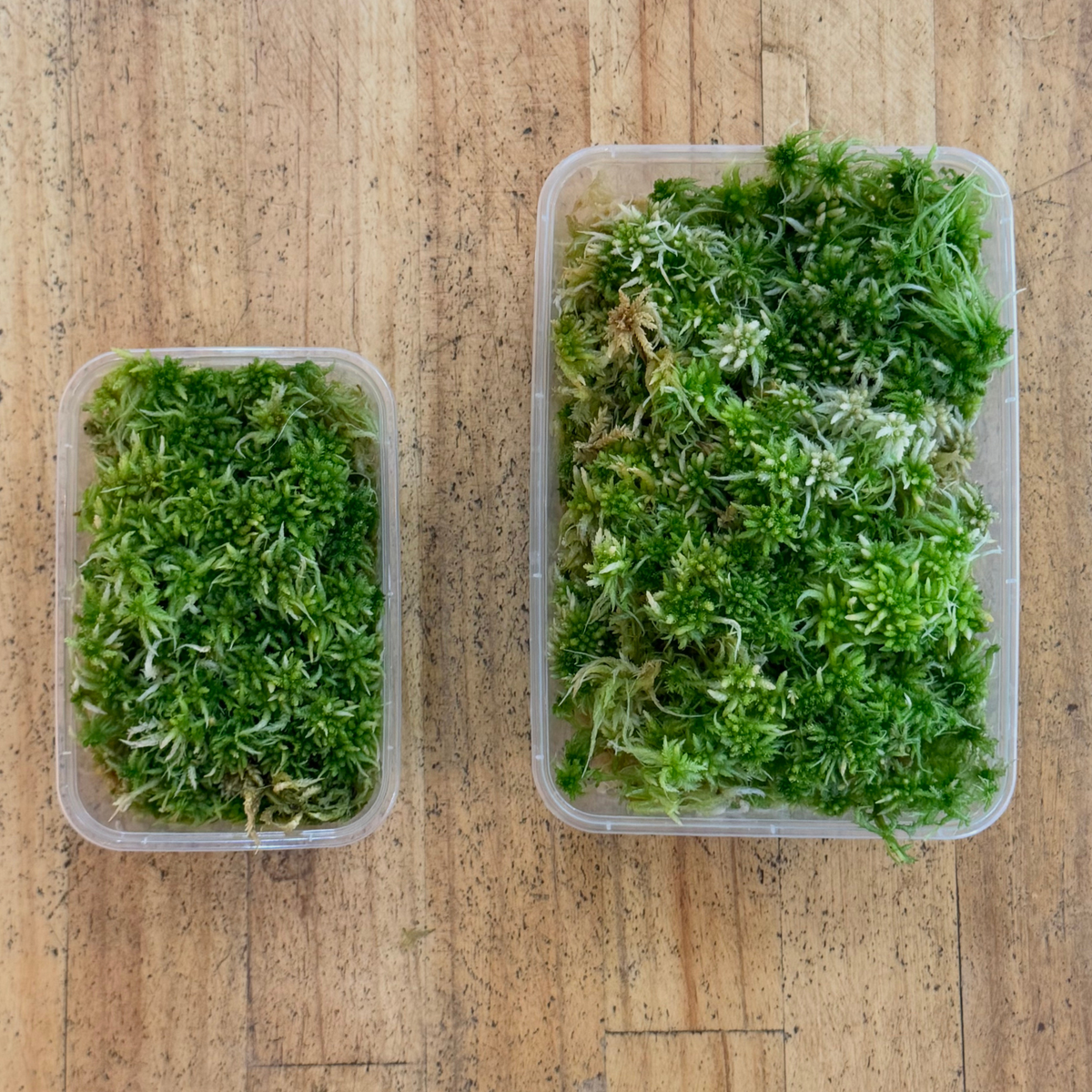 Live Sphagnum Moss – WA Only